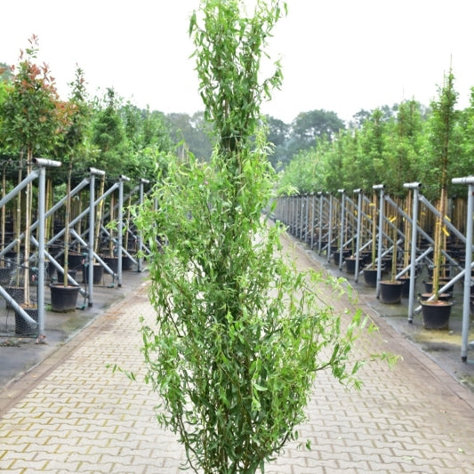 Salix babylonica 'Tortuosa'