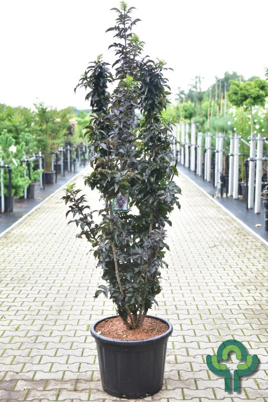 Sambucus nigra Black Tower