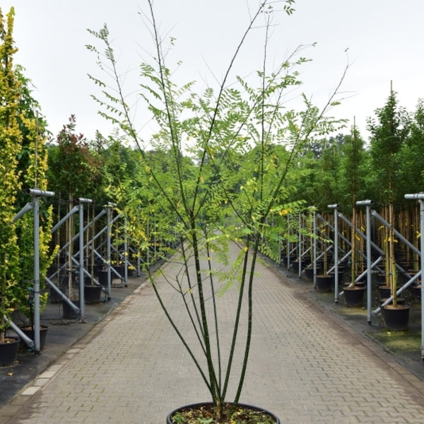 Styphnolobium japonicum