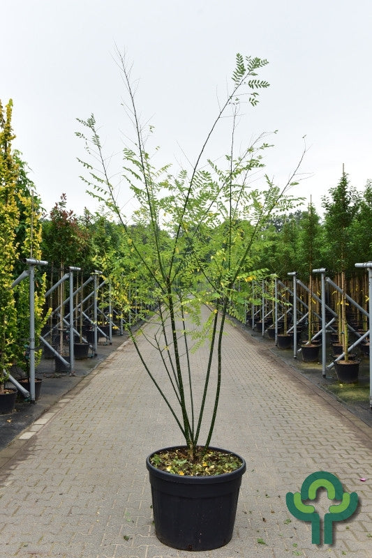 Styphnolobium japonicum