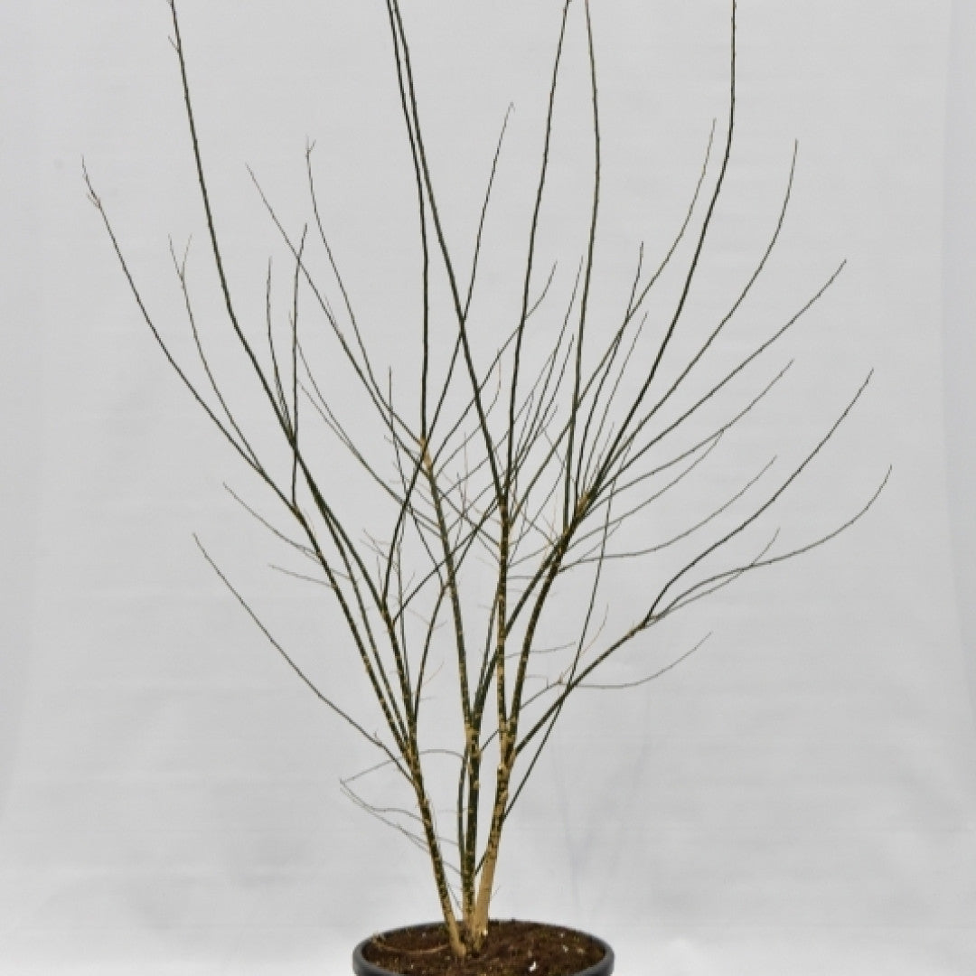 Styphnolobium japonicum