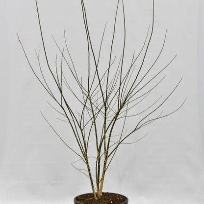 Styphnolobium japonicum