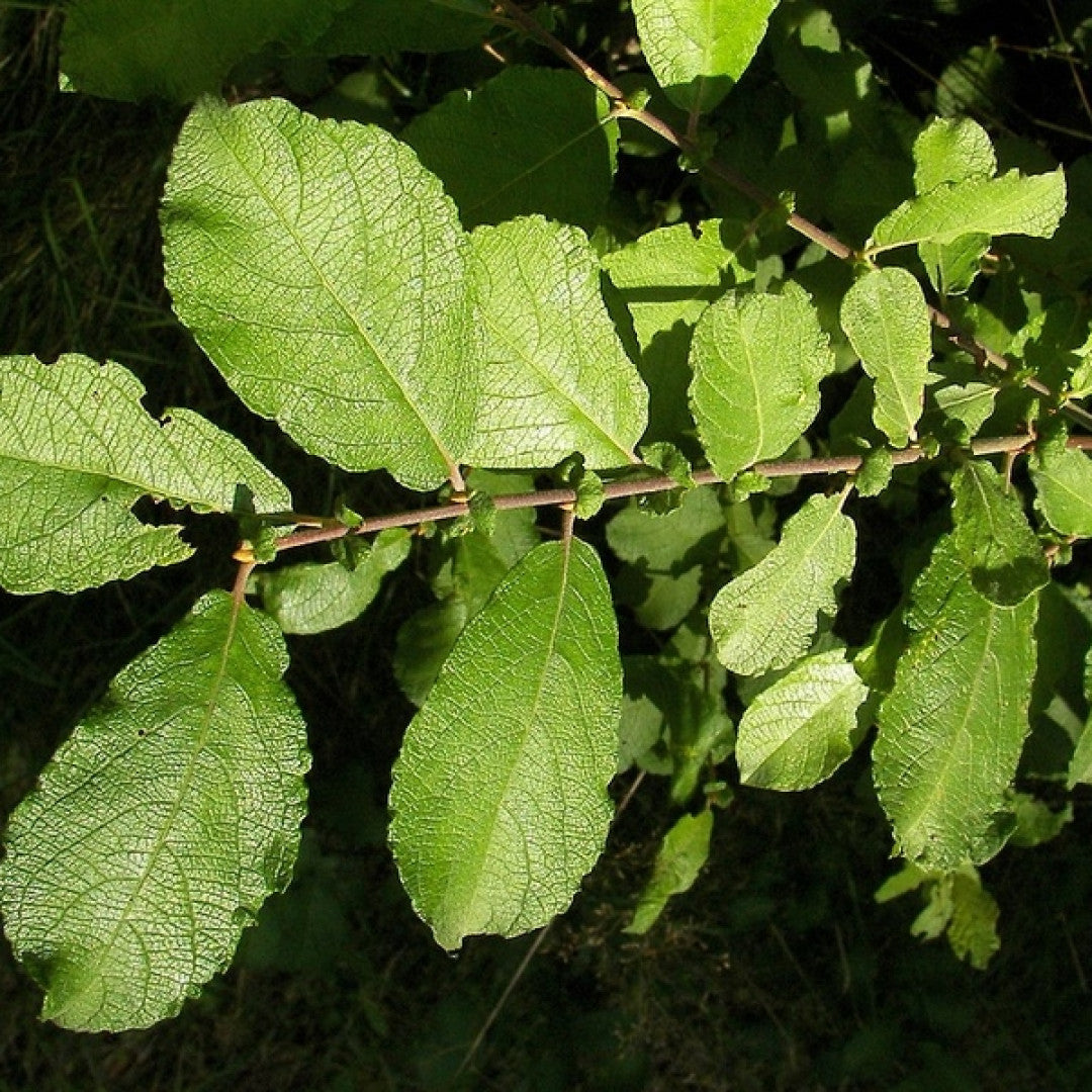 Salix aurita