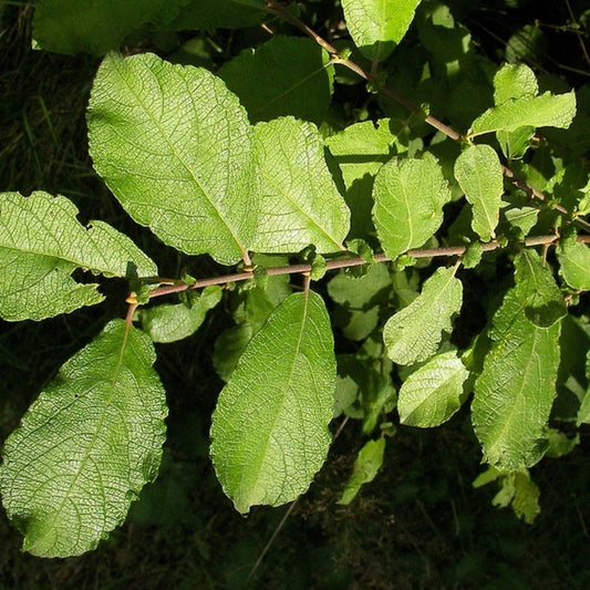 Salix aurita