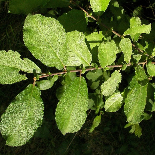 Salix aurita