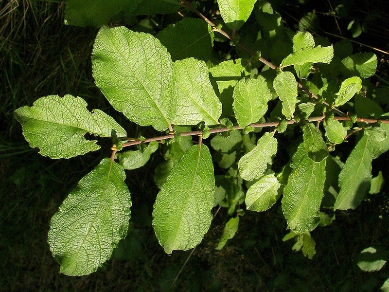 Salix aurita