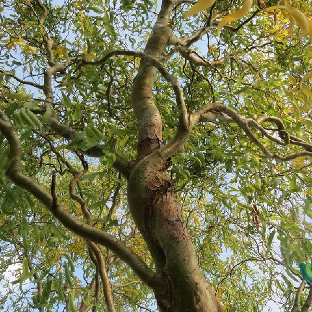Salix babylonica 'Tortuosa'