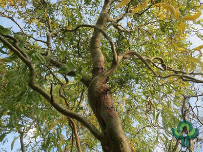 Salix babylonica 'Tortuosa'