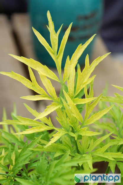 Sambucus nigra Golden Tower