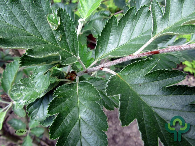 Sorbus intermedia