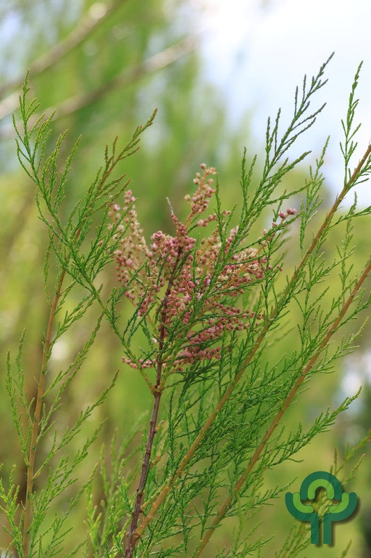 Tamarix ramosissima 'Pink Cascade'