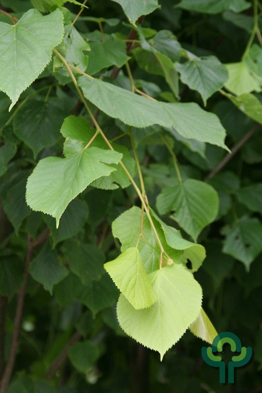 Tilia europaea 'Pallida'