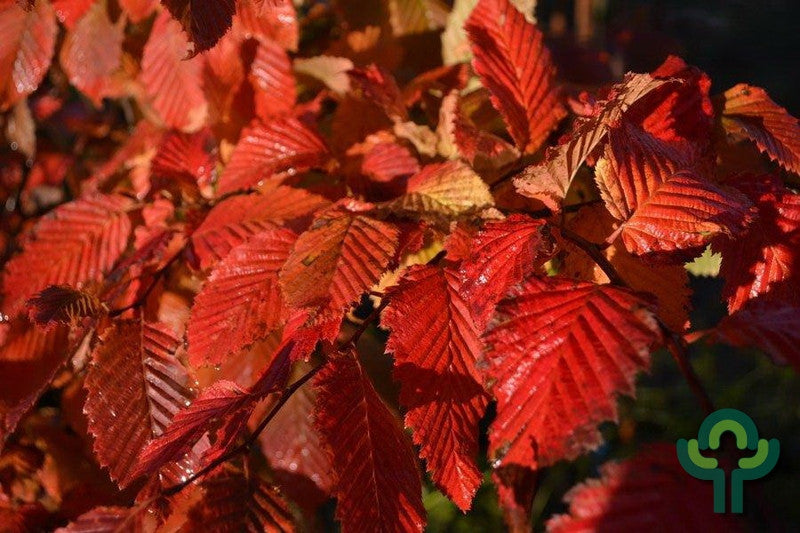 Carpinus betulus 'Rockhampton Red'