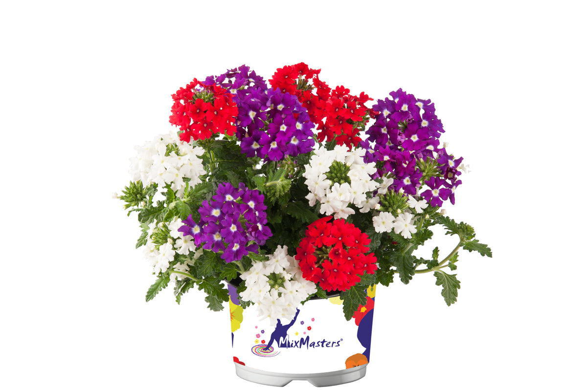 Verbena (ijzerhard) 'Mix Master'