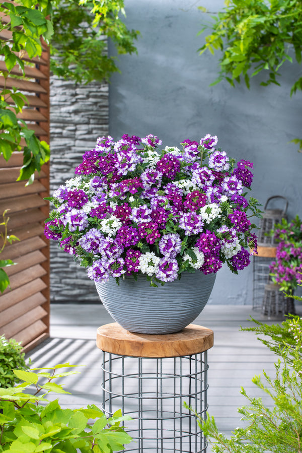 Verbena (ijzerhard) 'Mix Master'