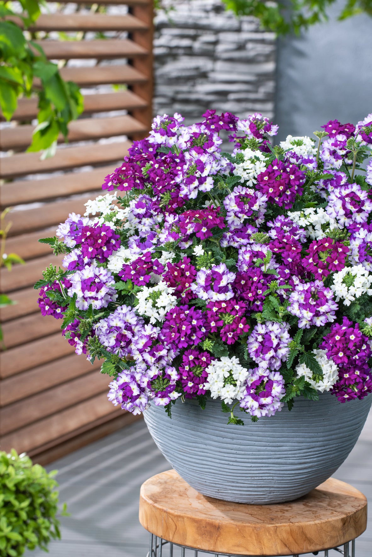 Verbena (ijzerhard) 'Mix Master'