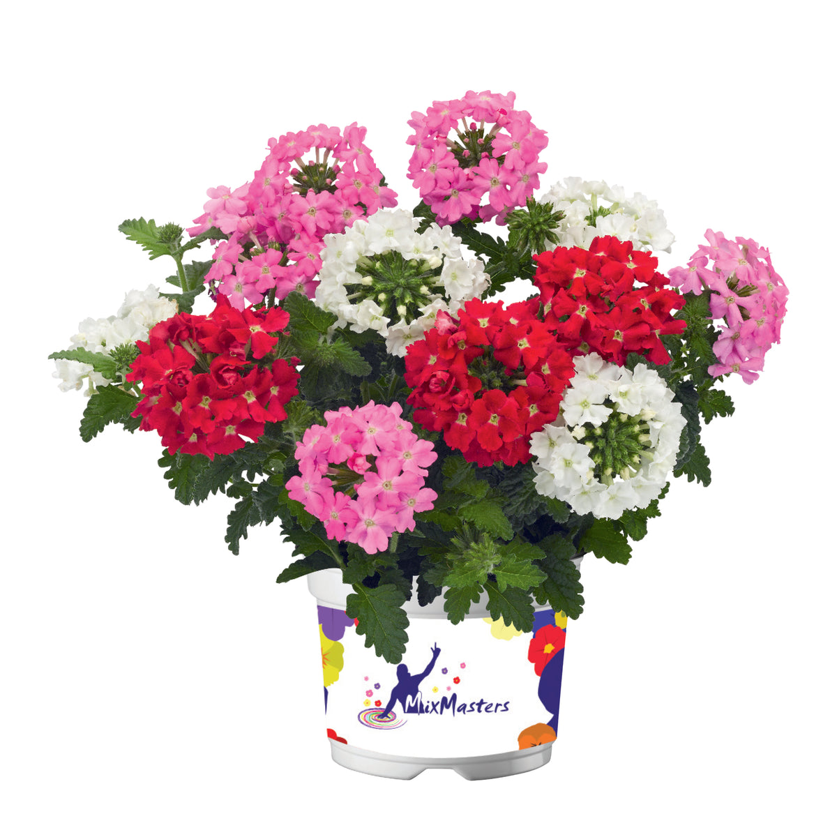 Verbena (ijzerhard) 'Mix Master'