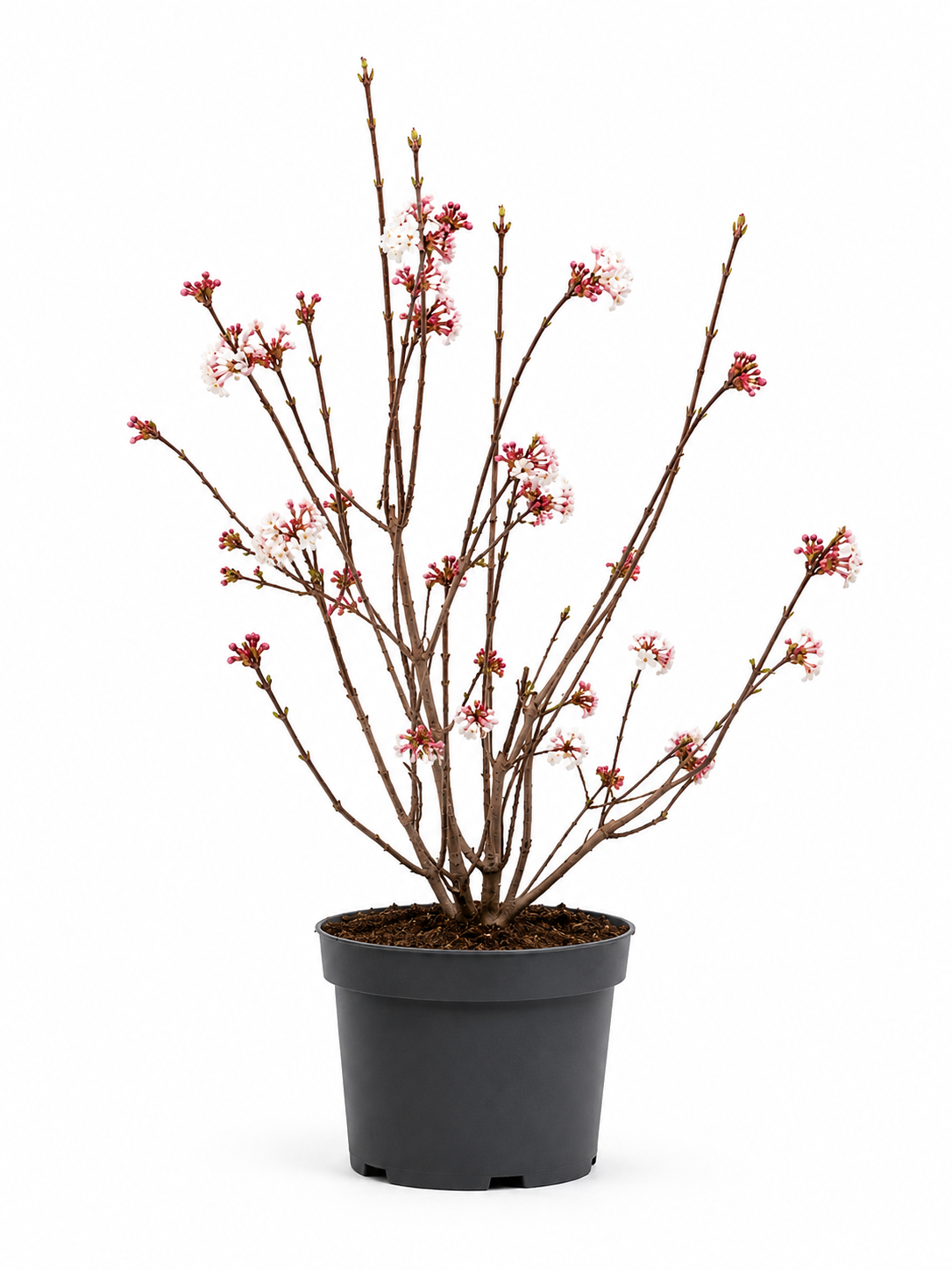 Viburnum bodnantense 'Dawn'