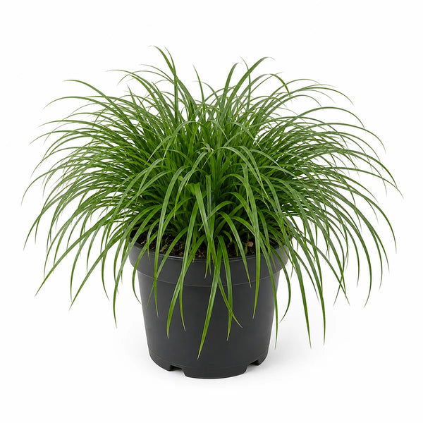 Zegge (Carex oshimensis) 'Evergreen'