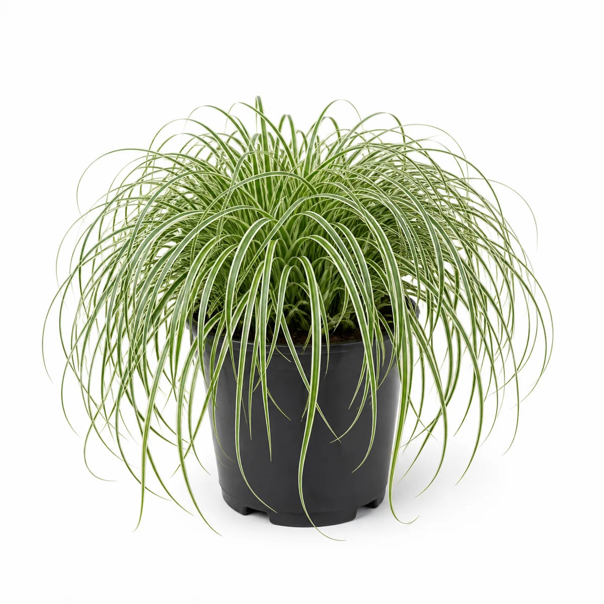 Zegge (Carex oshimensis) 'Ribbon Falls'