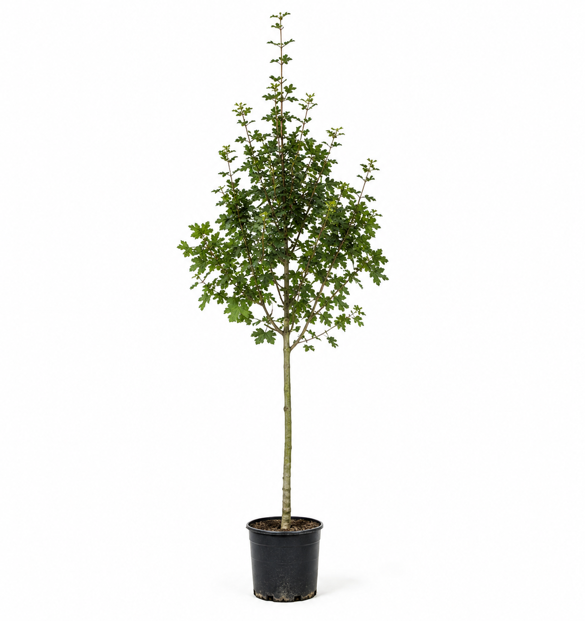 Acer campestre Green Column in zwarte C35-kwekerspot op witte achtergrond