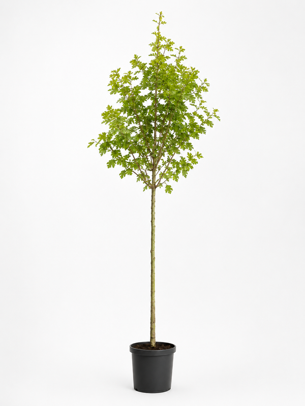 Acer campestre Lienco in zwarte kwekerspot op witte achtergrond