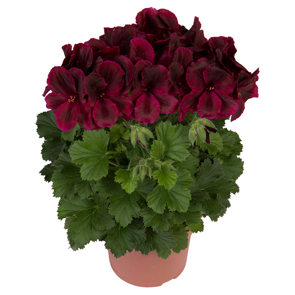 Geranium grandiflorum (Franse geranium)