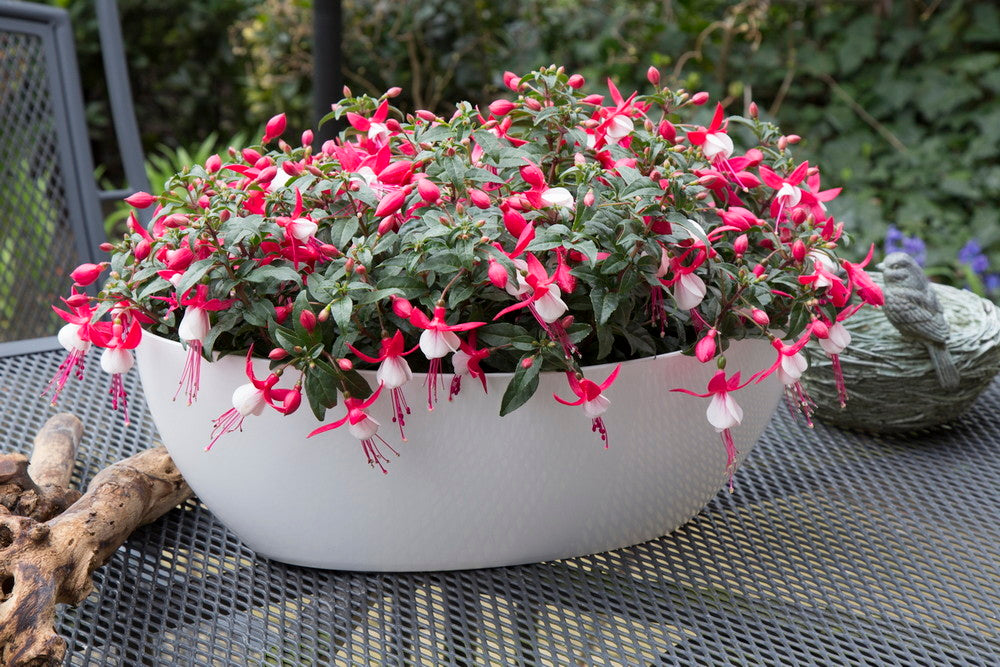 Fuchsia stehend