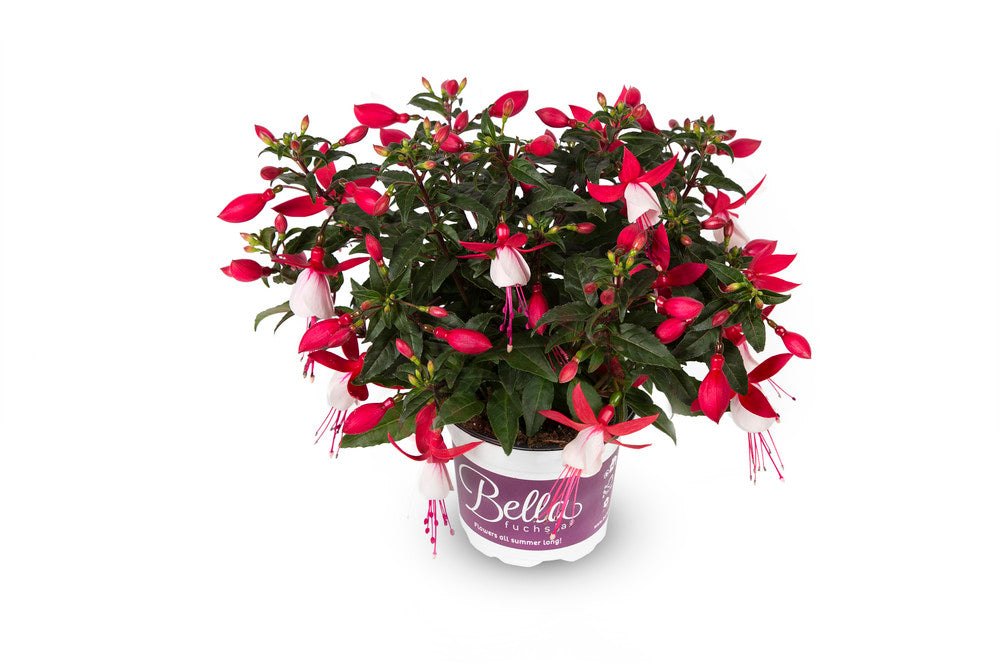 Fuchsia stehend