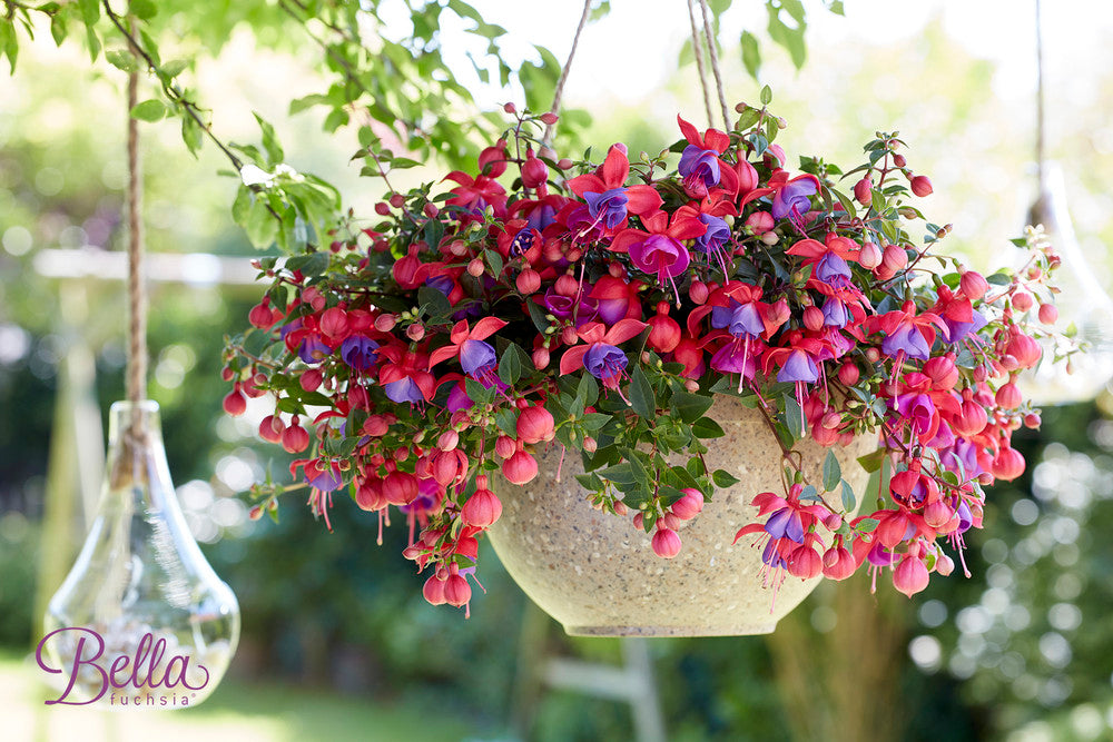 Fuchsia hängend