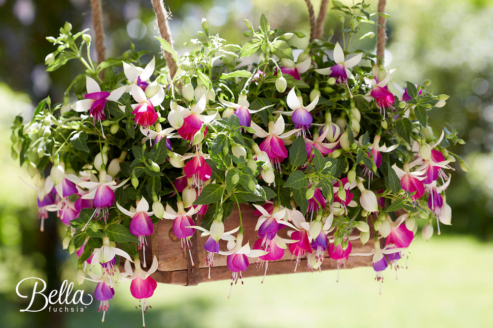 Fuchsia hängend