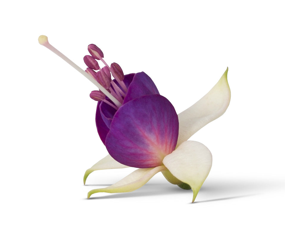 Fuchsia hängend