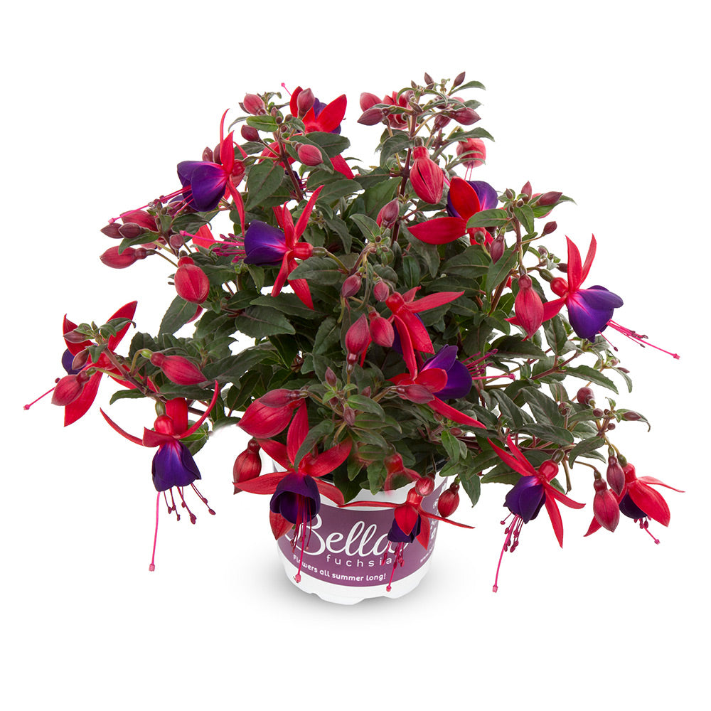Fuchsia stehend