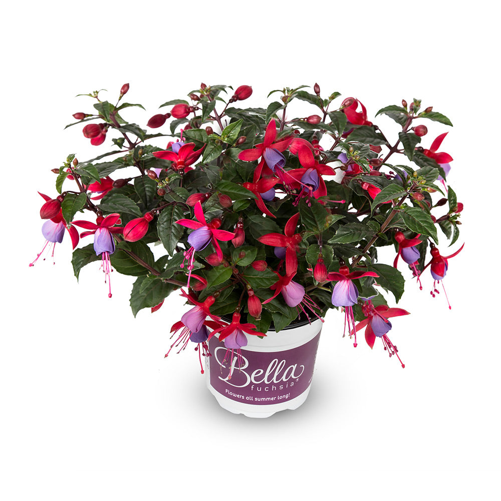 Fuchsia stehend