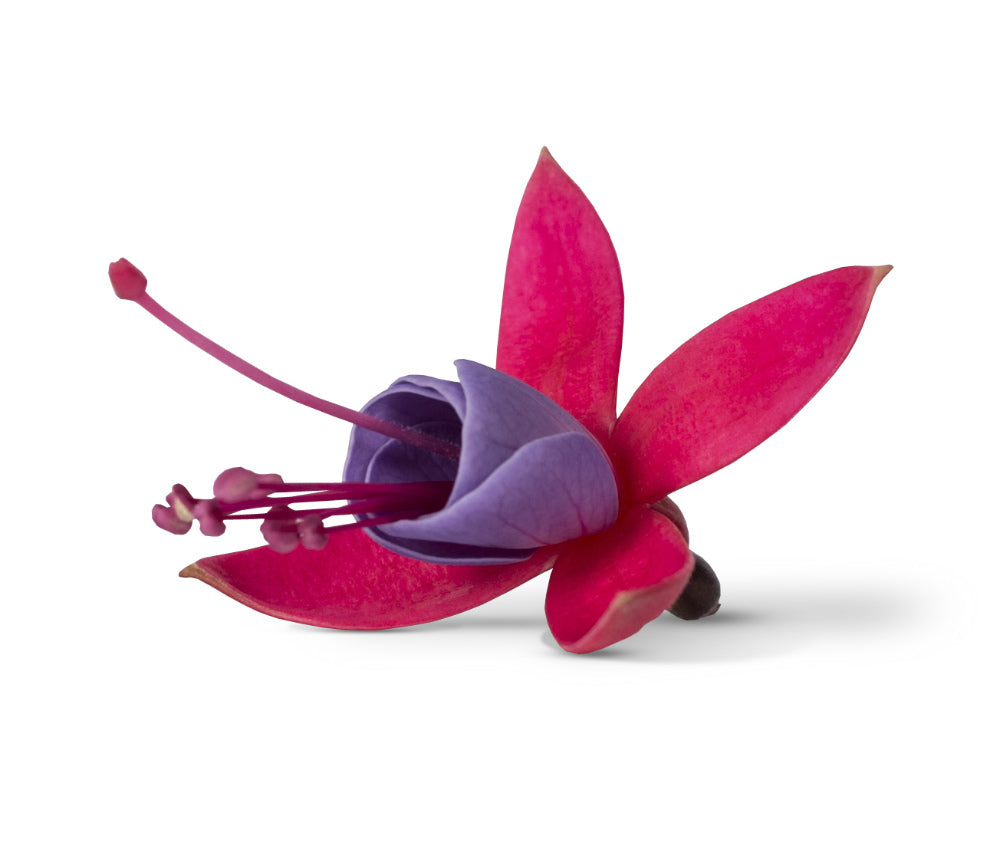 Fuchsia stehend