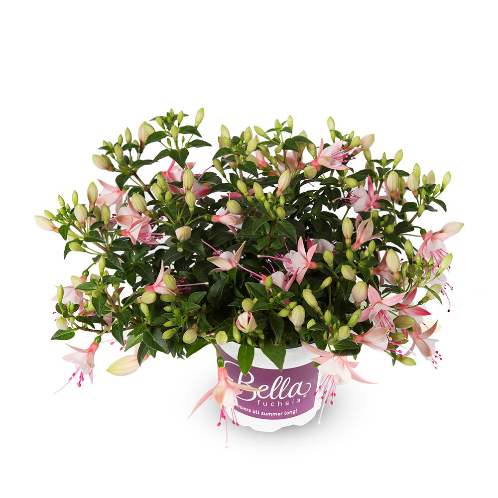 Fuchsia hängend