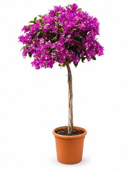 Bougainvillea