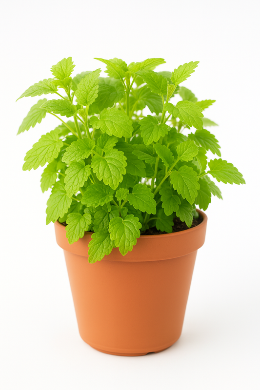 Citroenmelisse (Melissa officinalis)