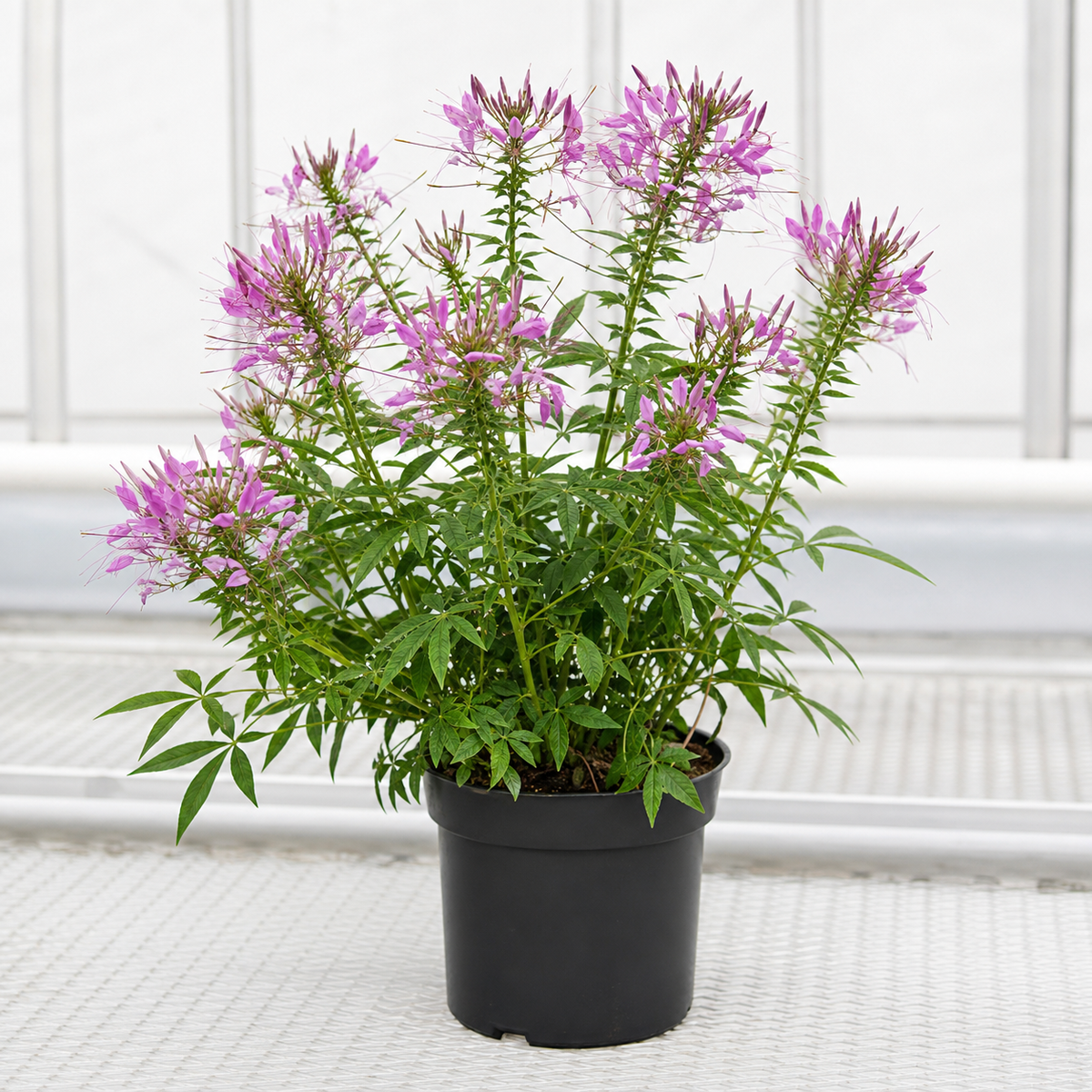 Professionele productfoto van Cleome spinbloem in lavendelkleurige bloei