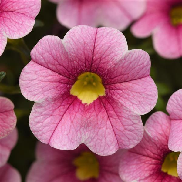 Calibrachoa (mini-petunia)