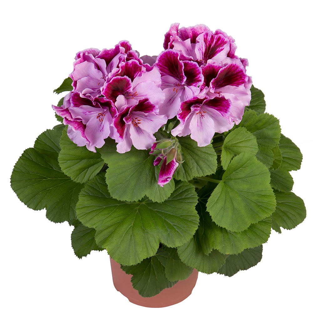 Geranium grandiflorum (Franse geranium)