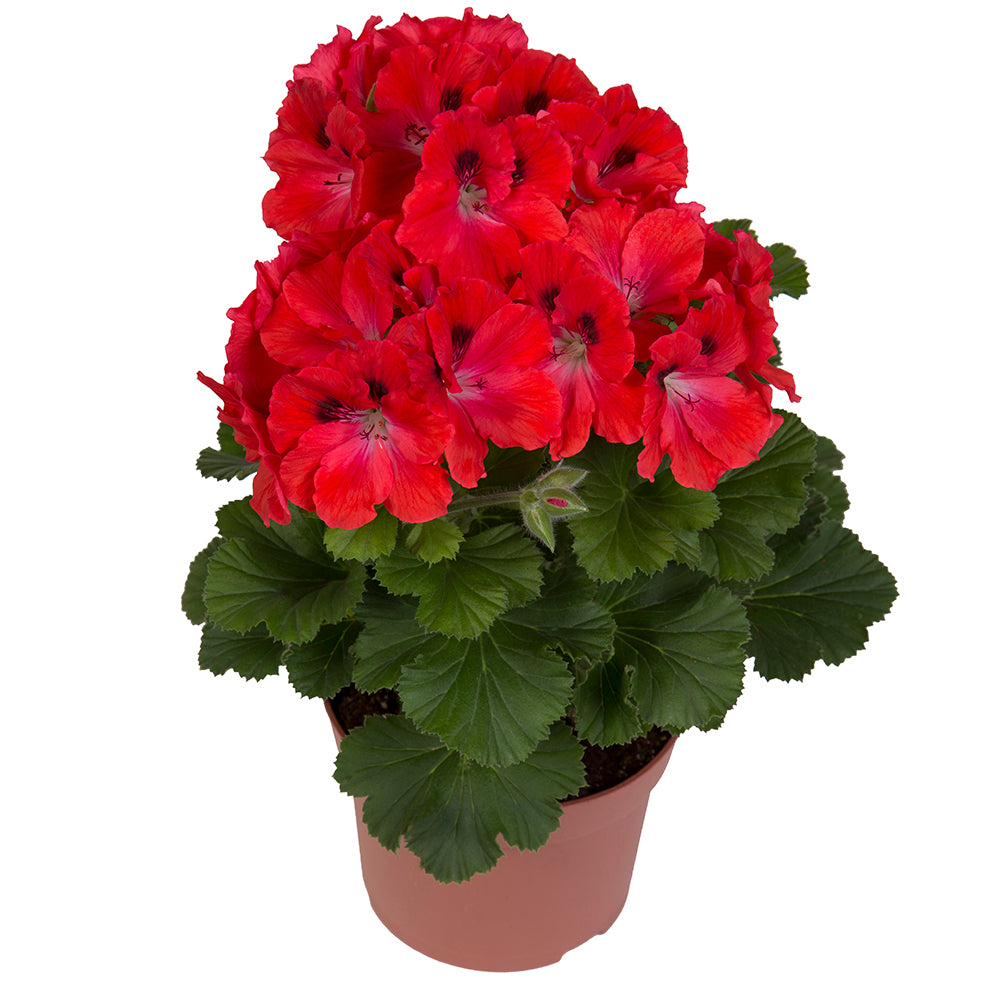 Geranium grandiflorum (Franse geranium)