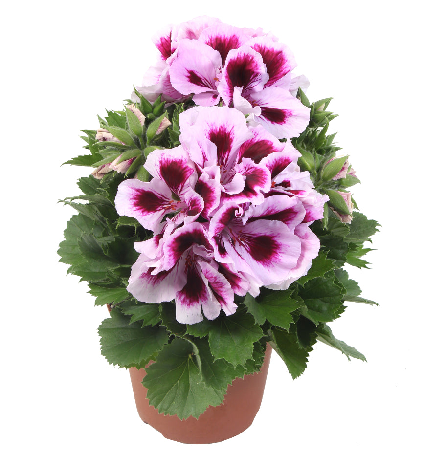 Geranium grandiflorum (Franse geranium)