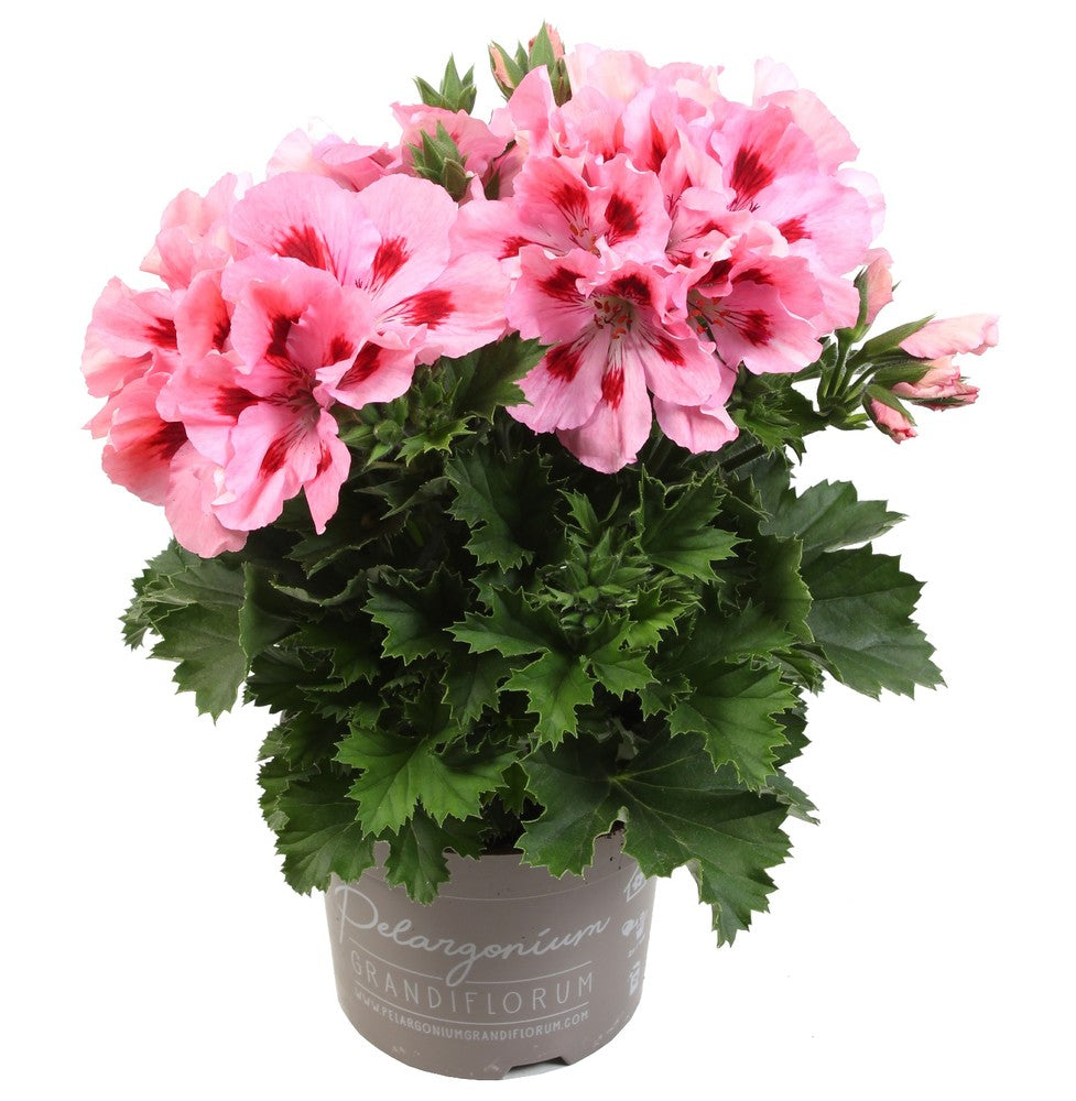 Geranium grandiflorum (Franse geranium)