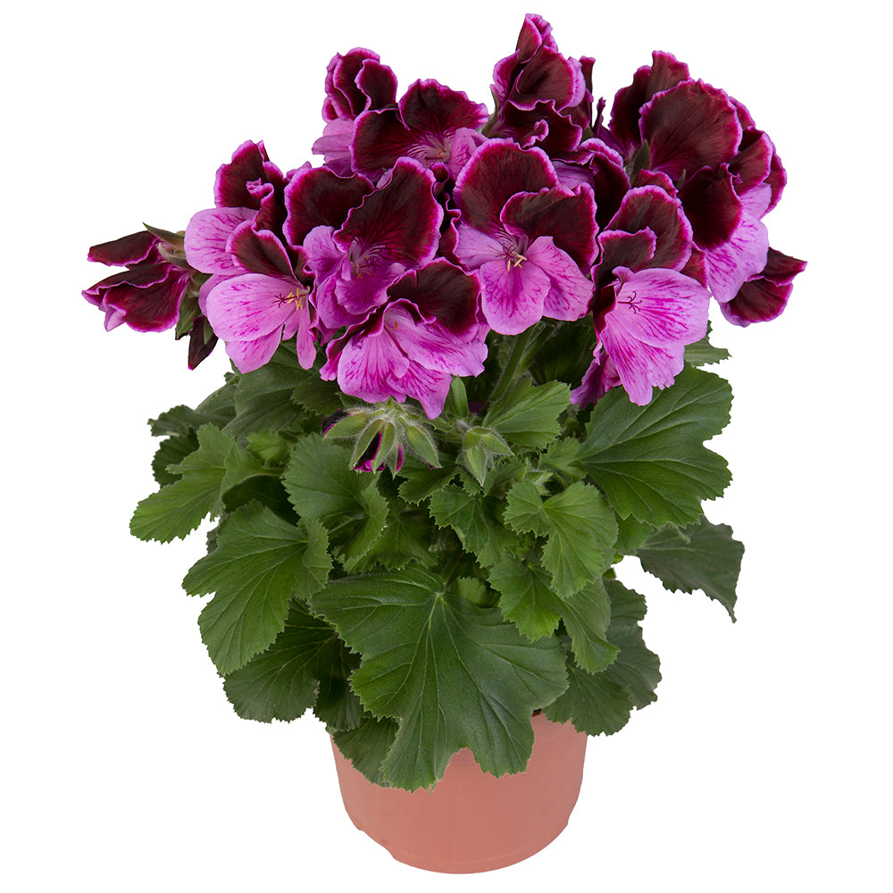 Geranium grandiflorum (Franse geranium)