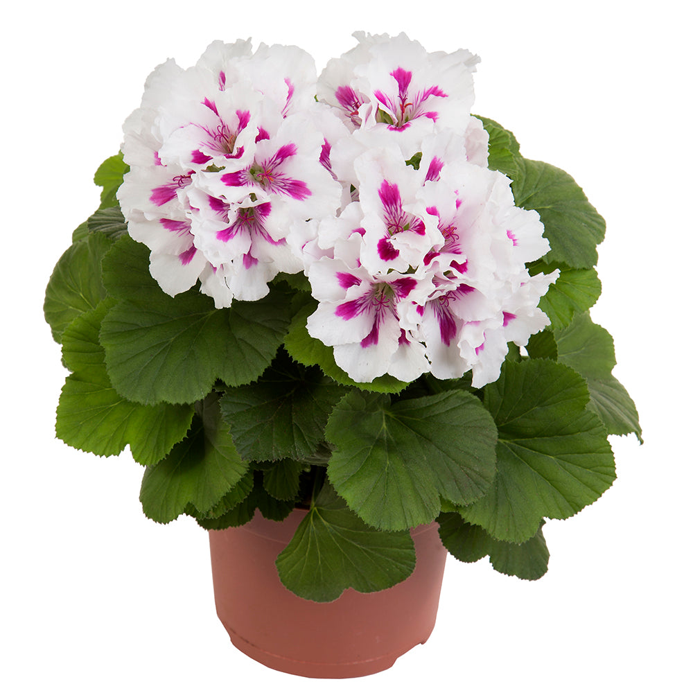 Geranium grandiflorum (Franse geranium)