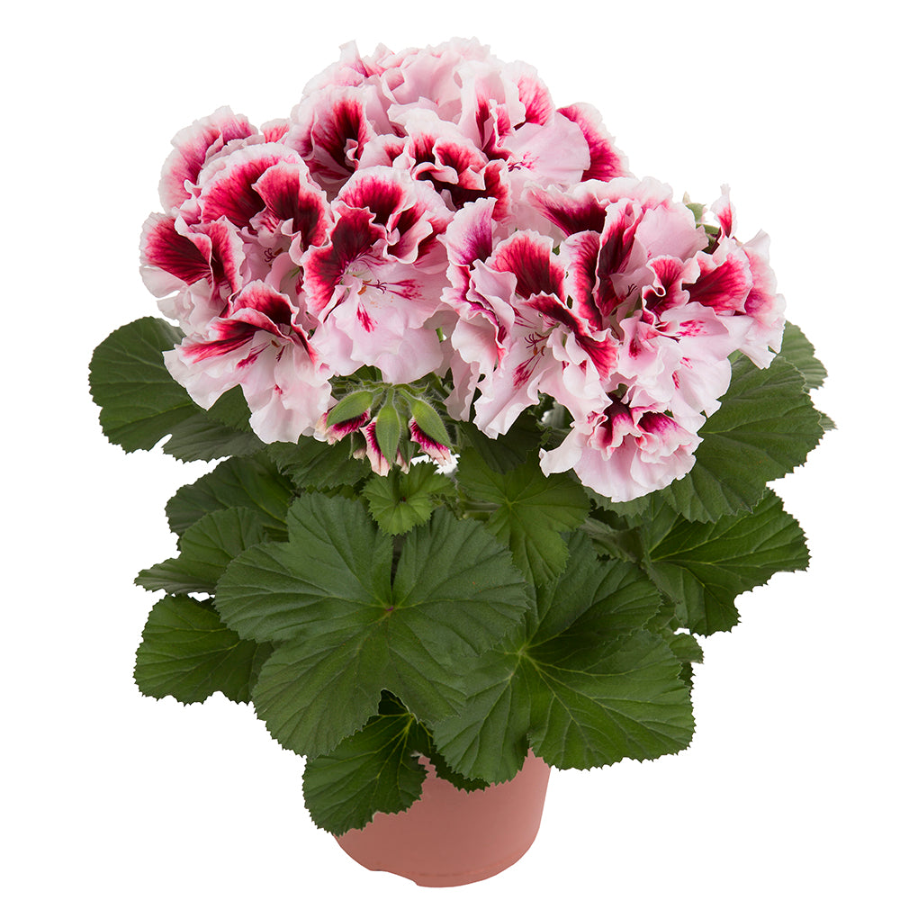 Geranium grandiflorum (Franse geranium)