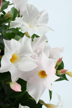 Sundaville rek (Mandevilla)