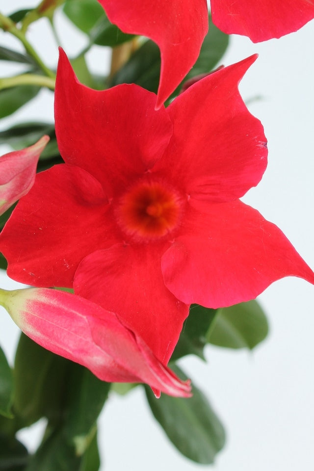 Sundaville klein (Mandevilla)