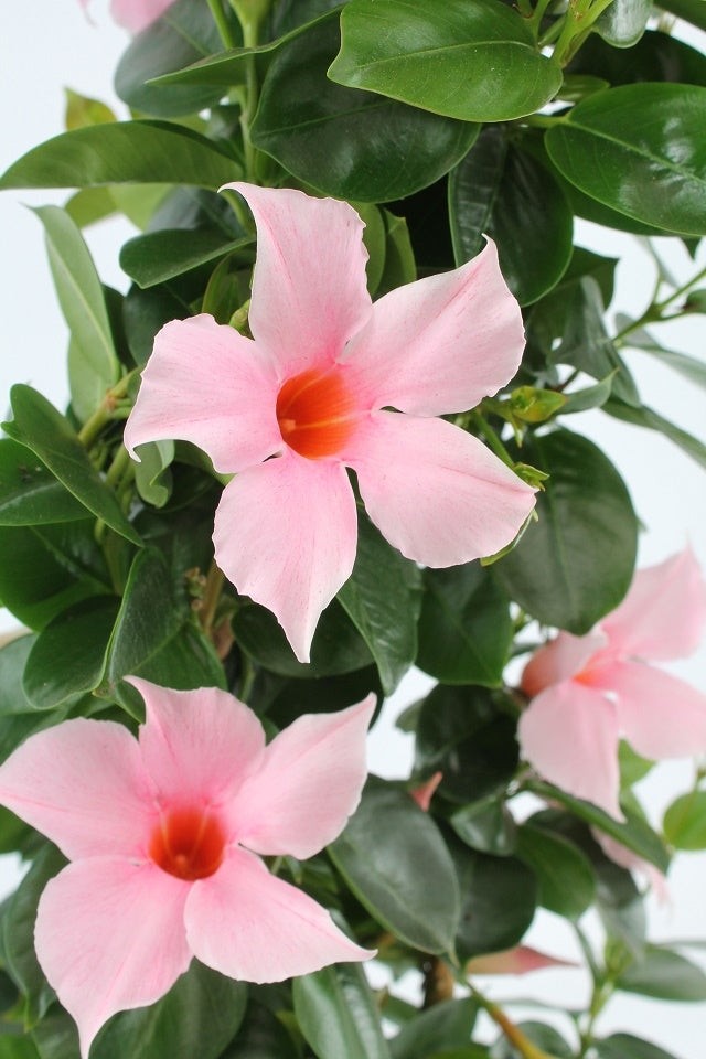 Sundaville rek (Mandevilla)